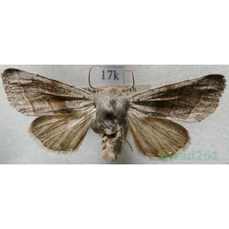 Orthosia opima (Hübner, 1809) Przegibka okazała Austria17k